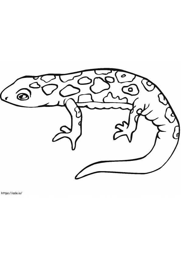 Coloriage Salamandre 4 à imprimer dessin