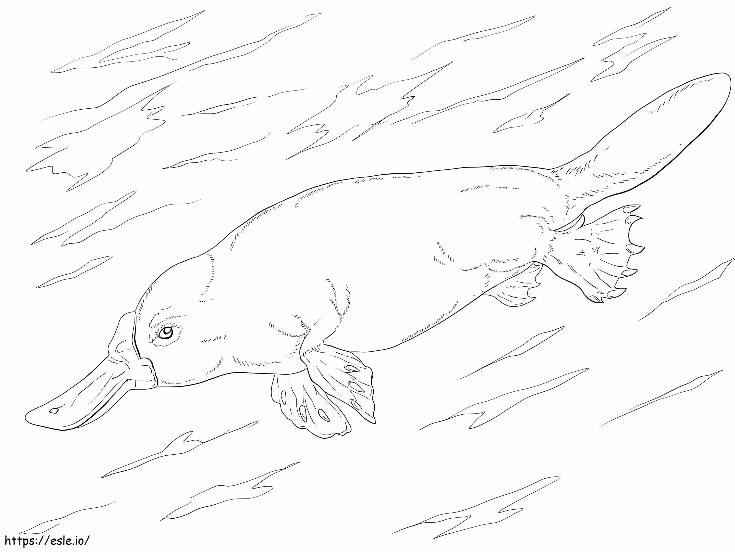 Platypus Uinti värityskuva