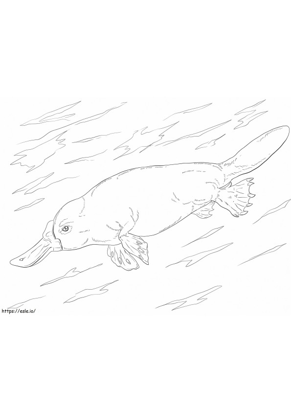 Platypus Uinti värityskuva
