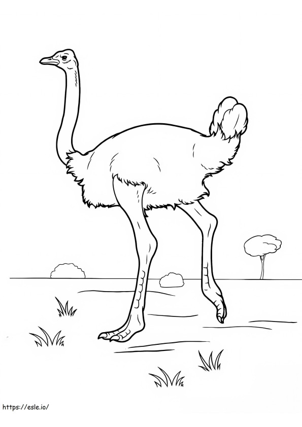 Ostrich 9 coloring page