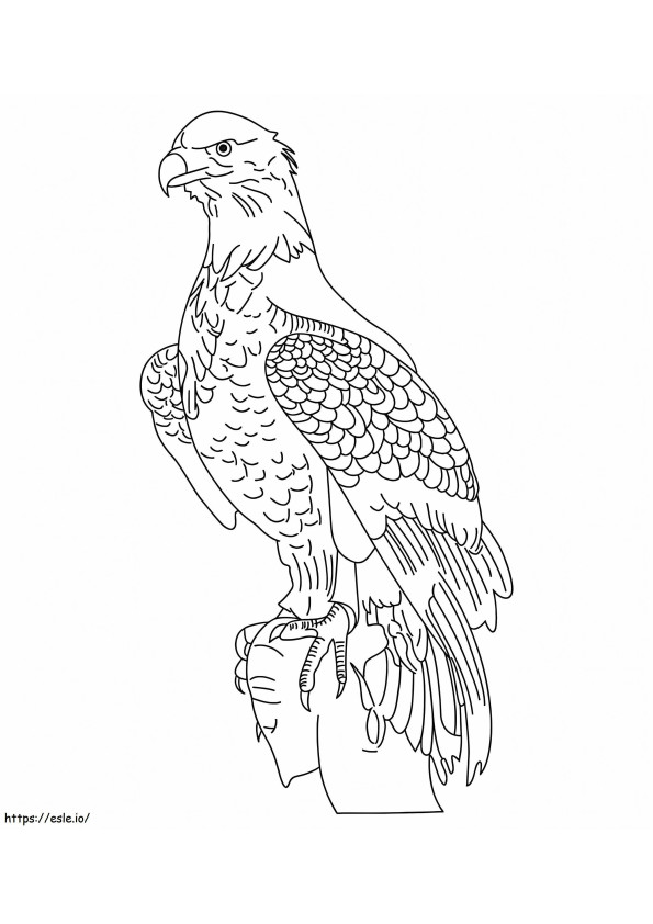 Basic Eagle coloring page