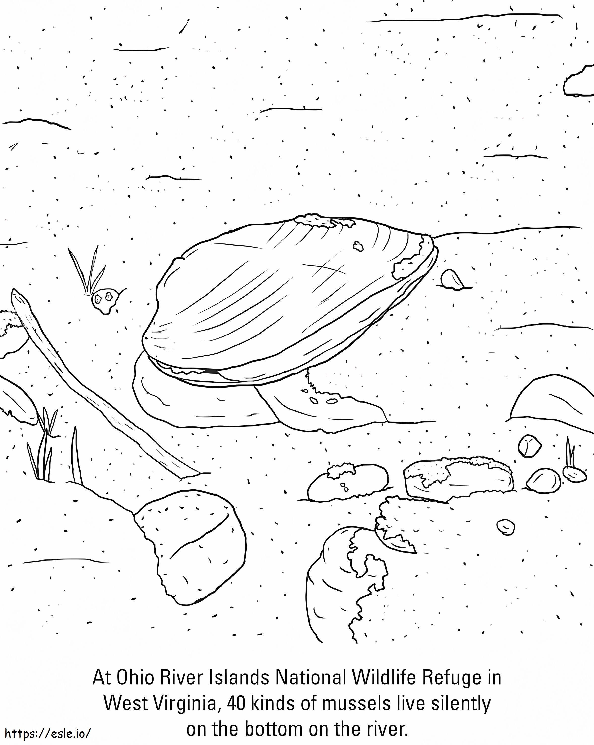 Free Printable Ohio River Mussels Coloring Page for Kids