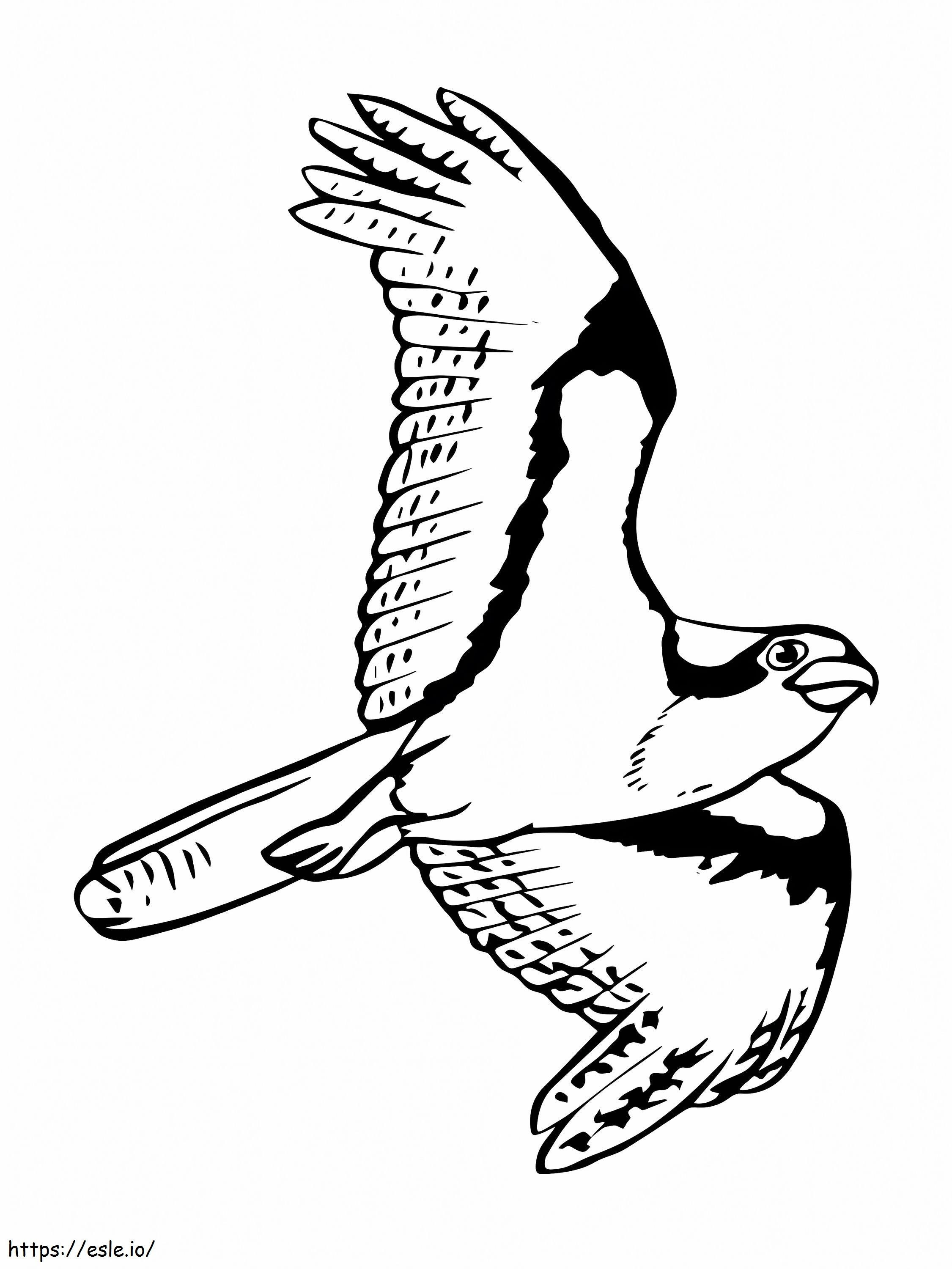 Falco pescatore in volo da colorare