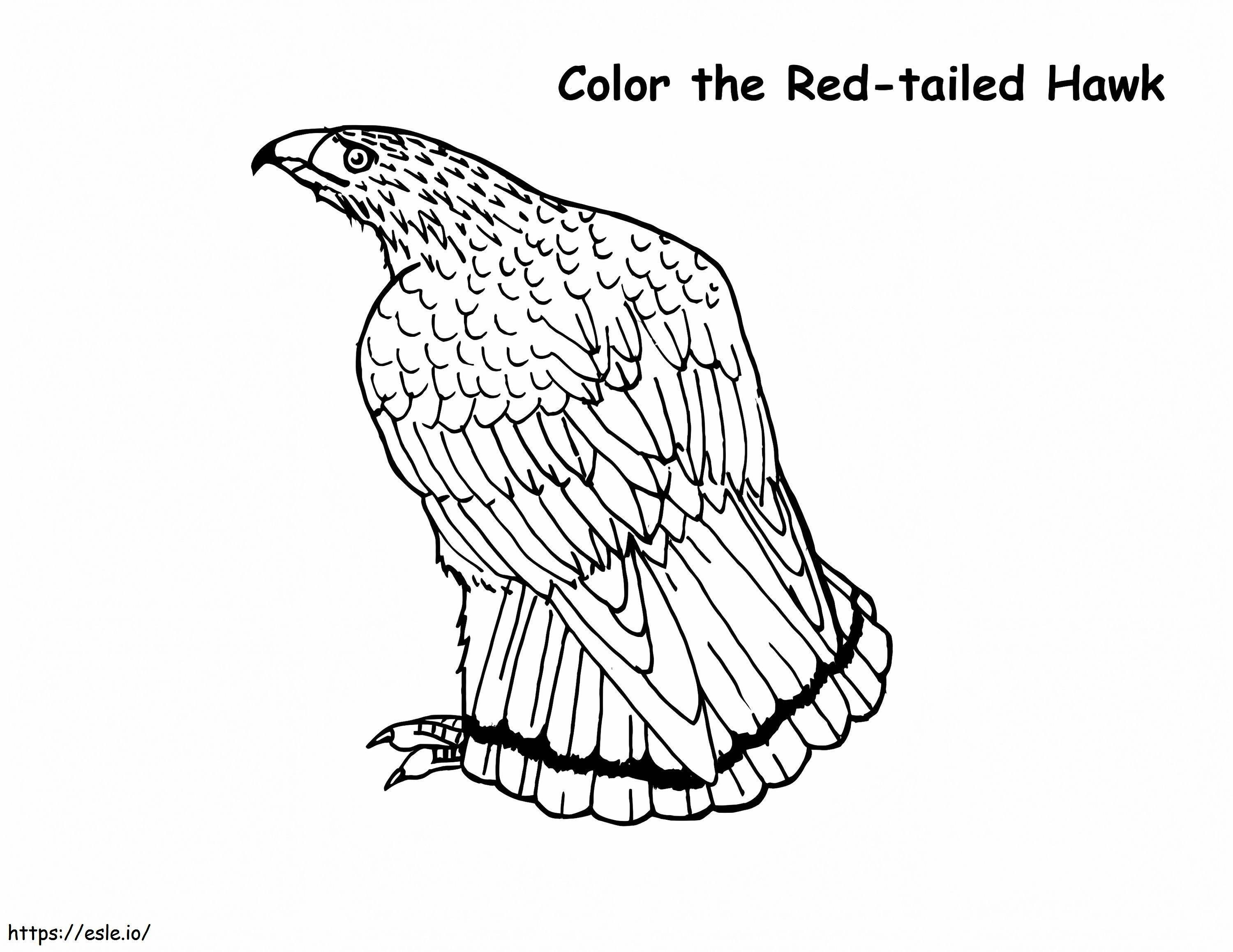 Halcón de cola roja 2 para colorear