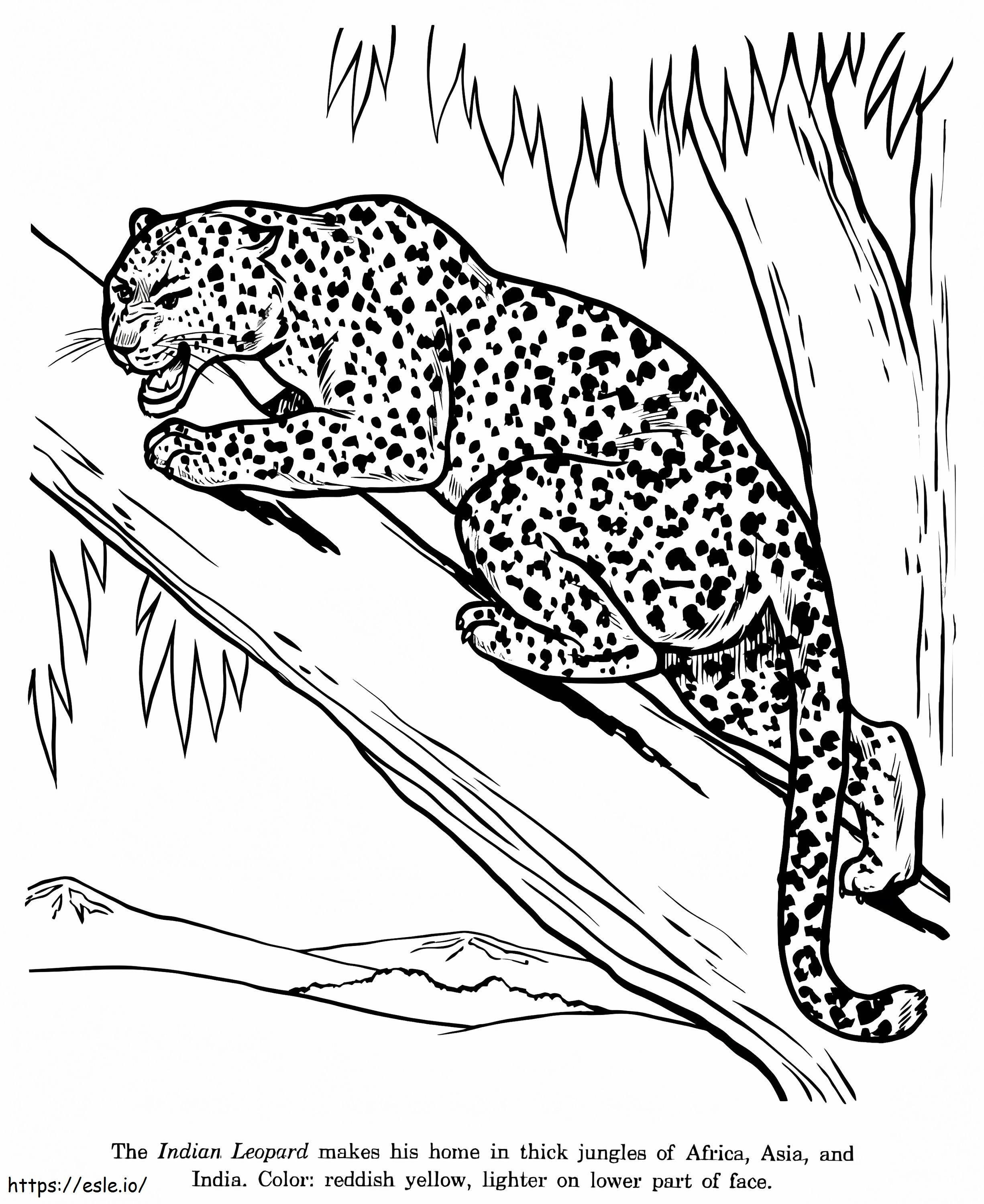 leopardo enojado para colorear