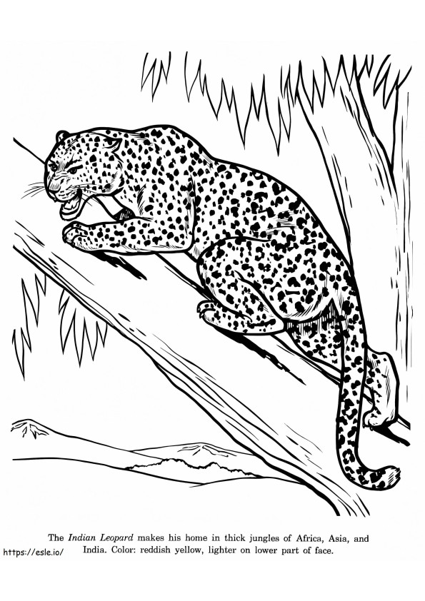 Leopardo arrabbiato da colorare