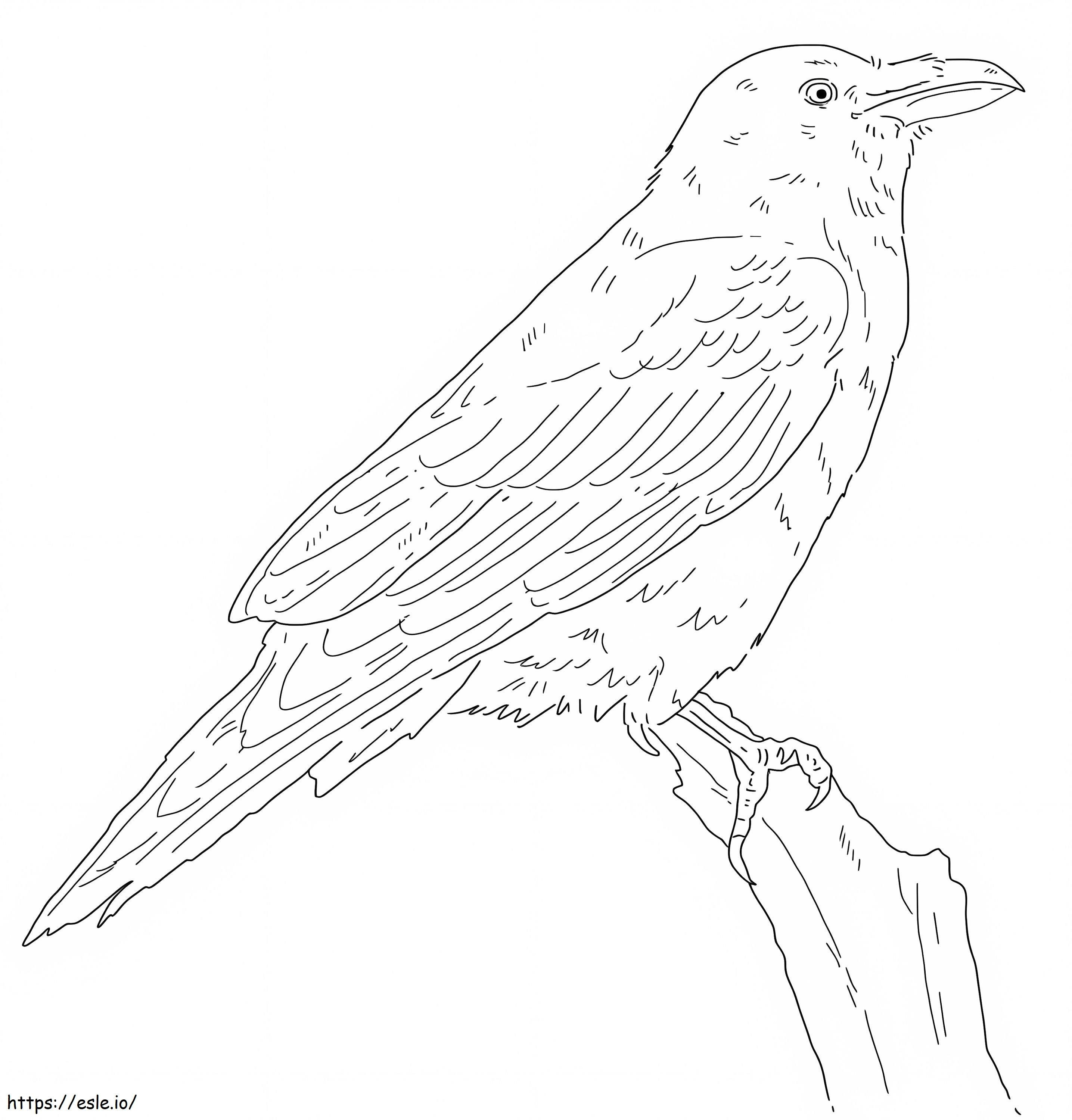 Cuervo común 1 para colorear