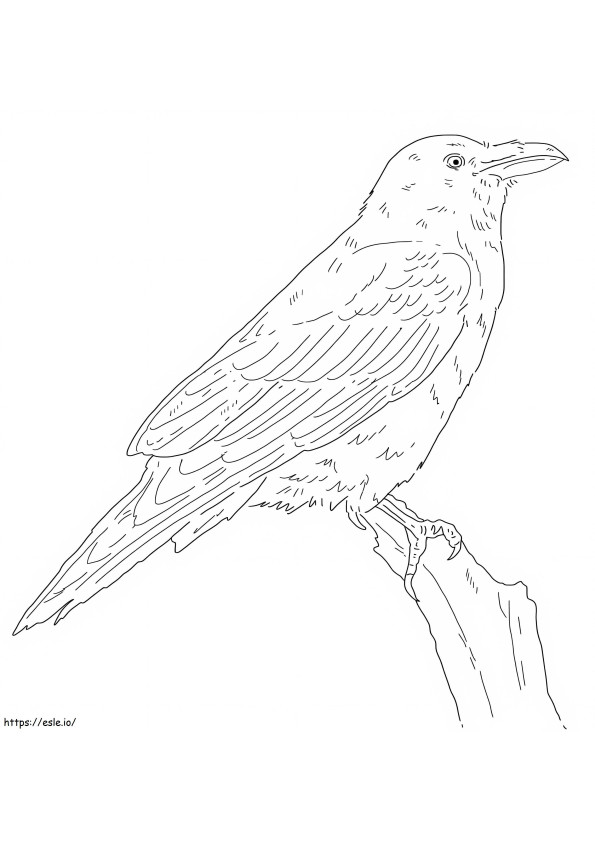Coloriage Corbeau commun 1 à imprimer dessin