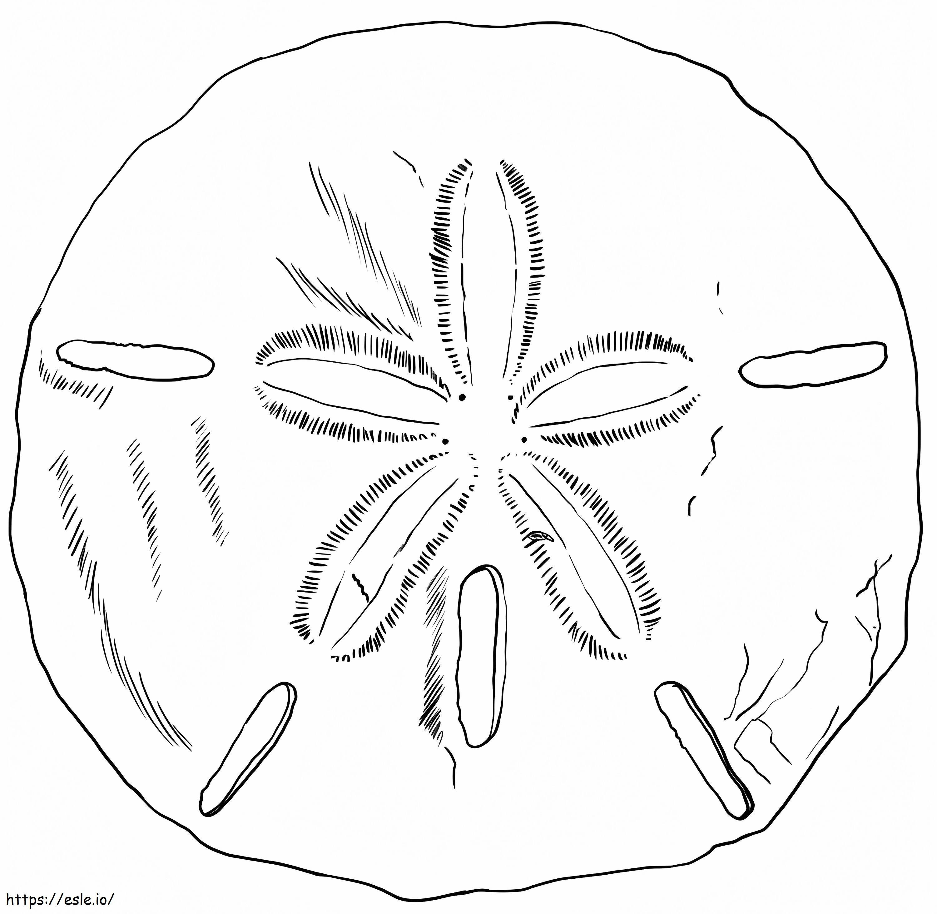 Sand Dollar 11 coloring page