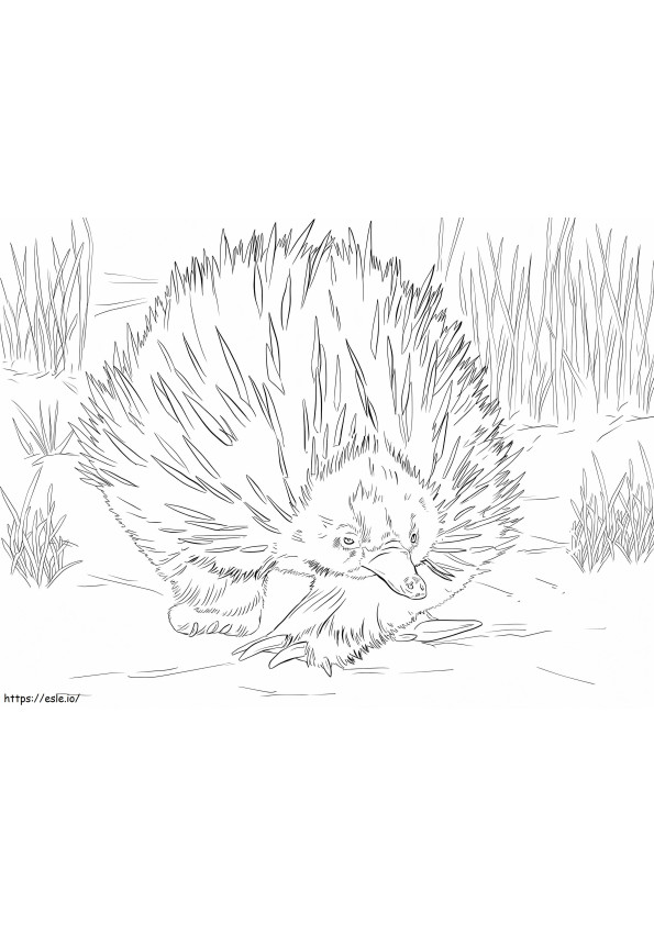 Short Beaked Echidna coloring page