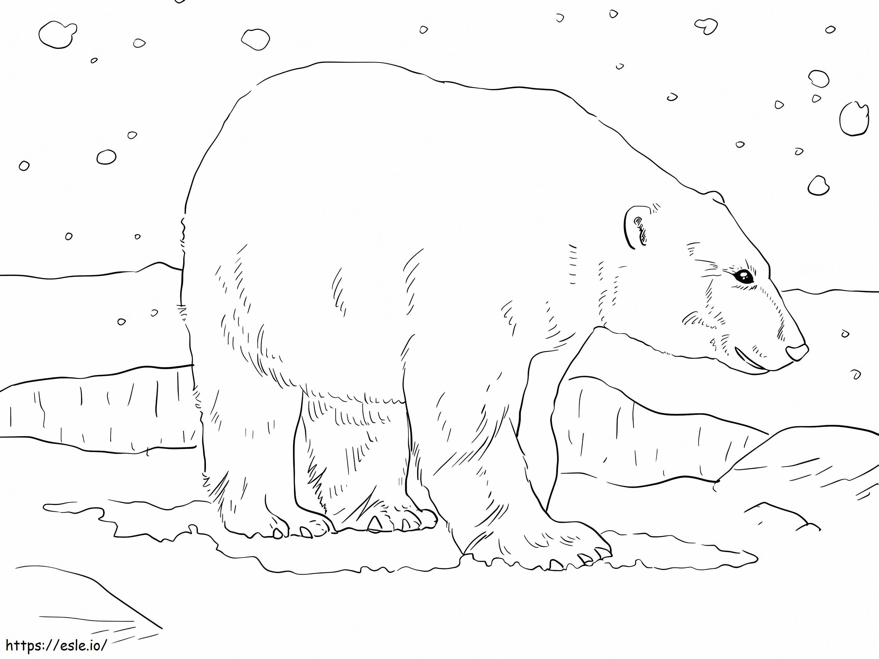 Urs polar adult de colorat