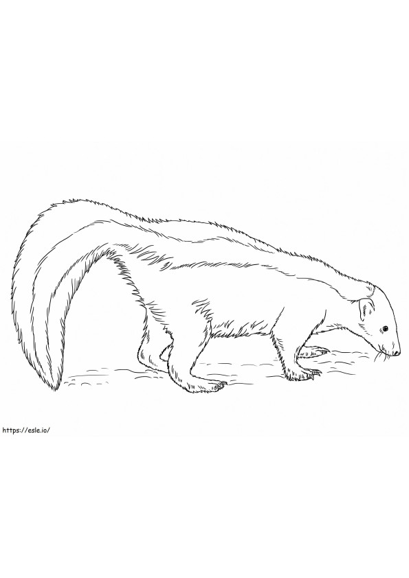 Skunk On A Ground coloring page