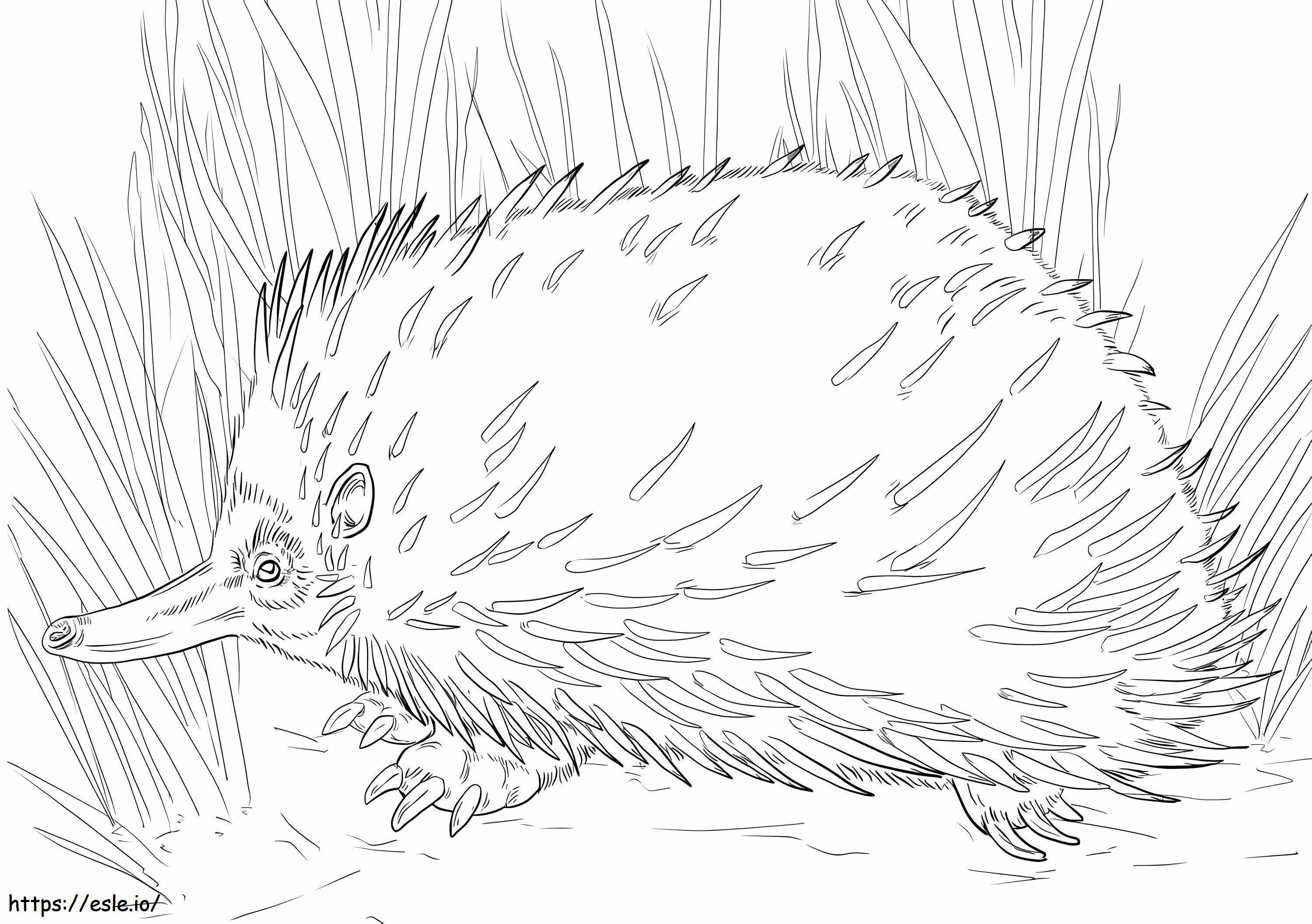 Short Beaked Echidna 1 - Free Printable Coloring Page