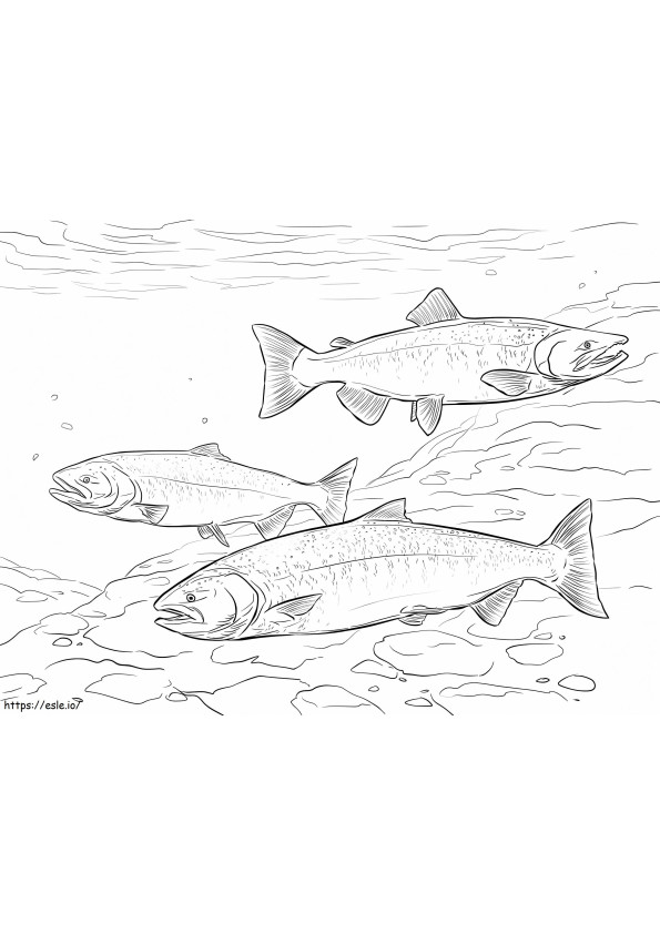 Chinook-Lachs ausmalbilder