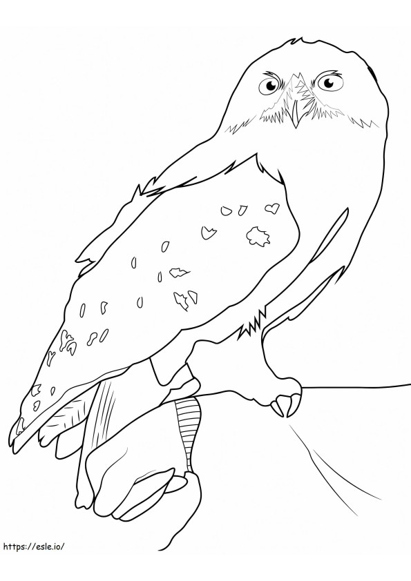 Hedwig From Harry Potter coloring page