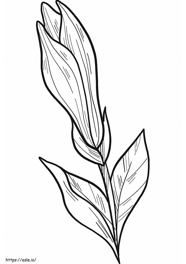 Flor de Magnólia 7 para colorir