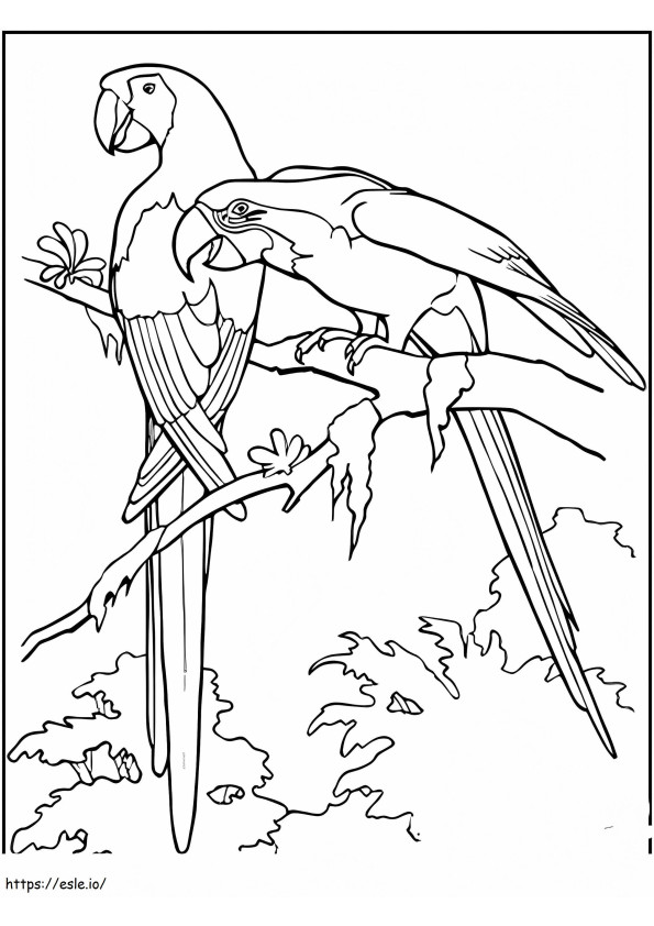 Arara Arara