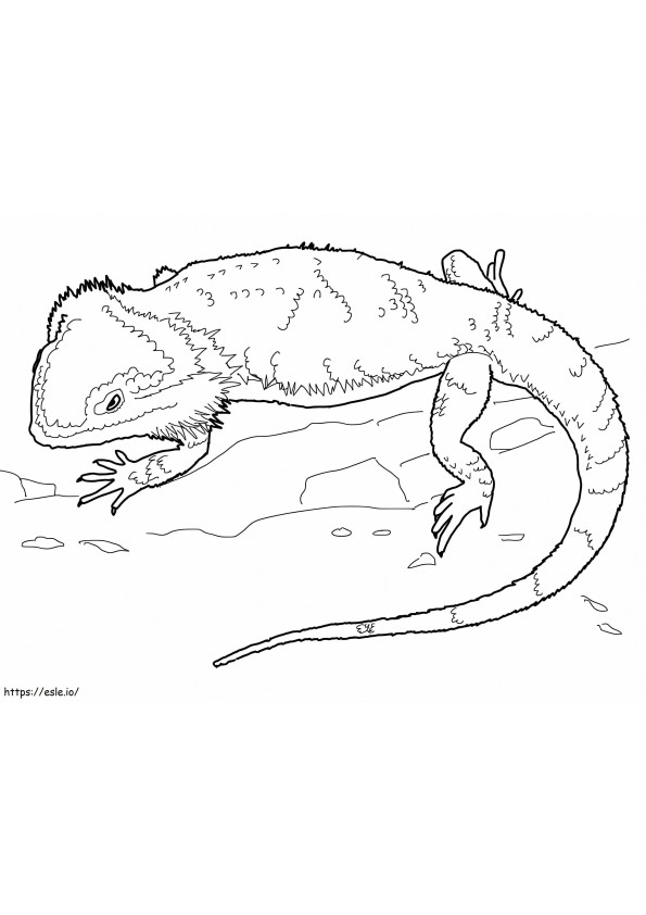 Normal Bearded Dragon coloring page