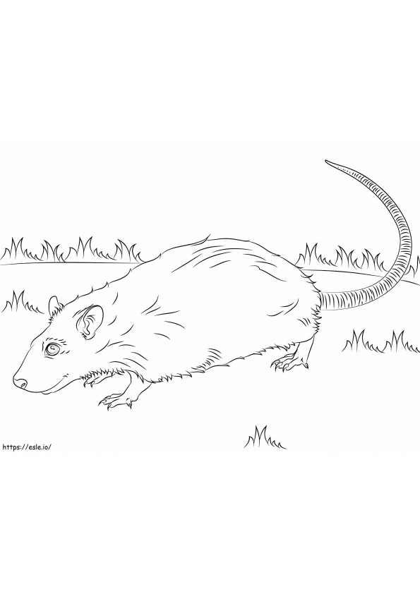A Rat coloring page