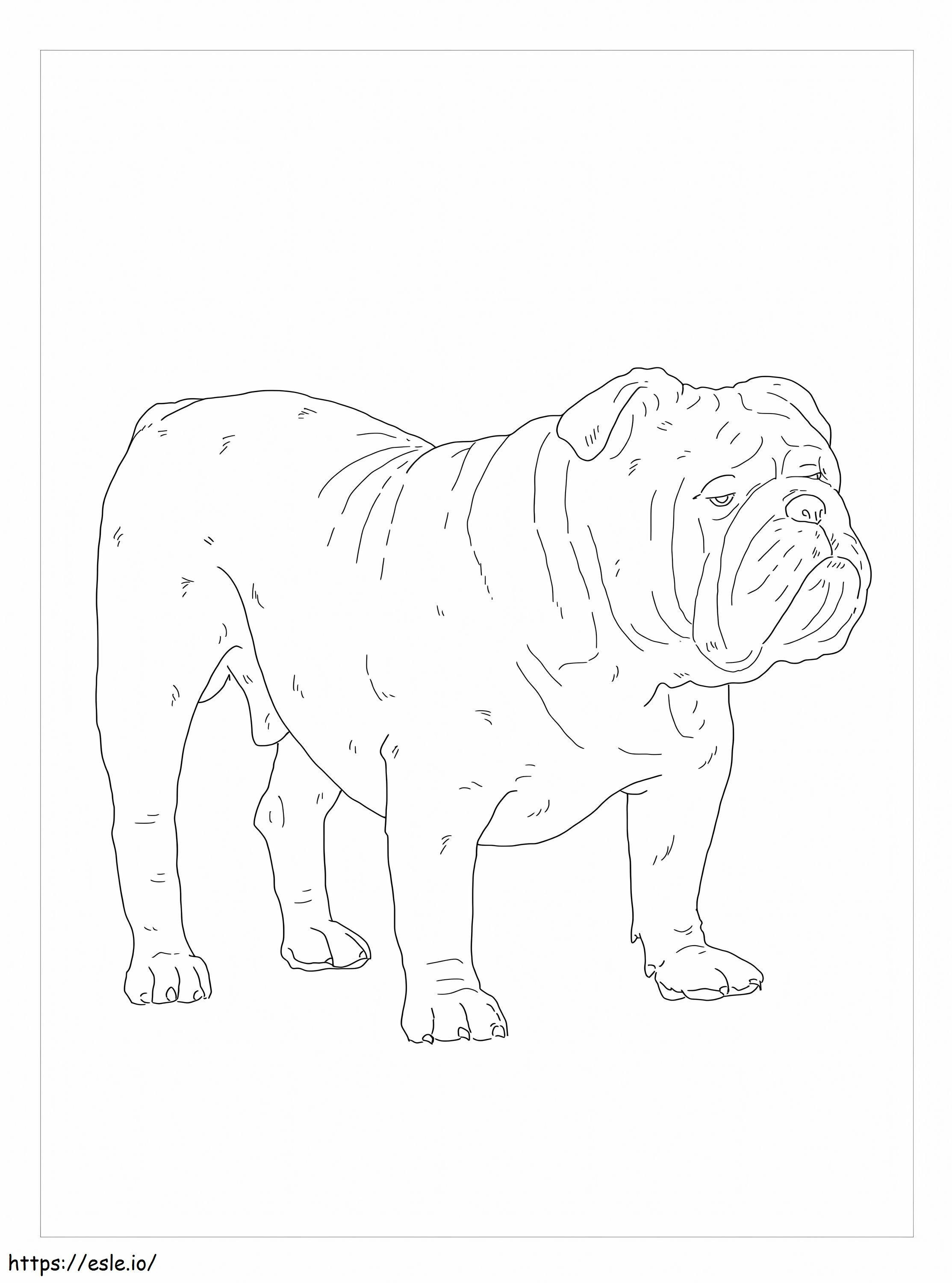 Bulldog englez de colorat
