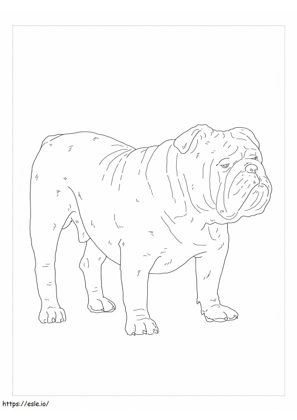 Coloriage Bulldog anglais à imprimer dessin