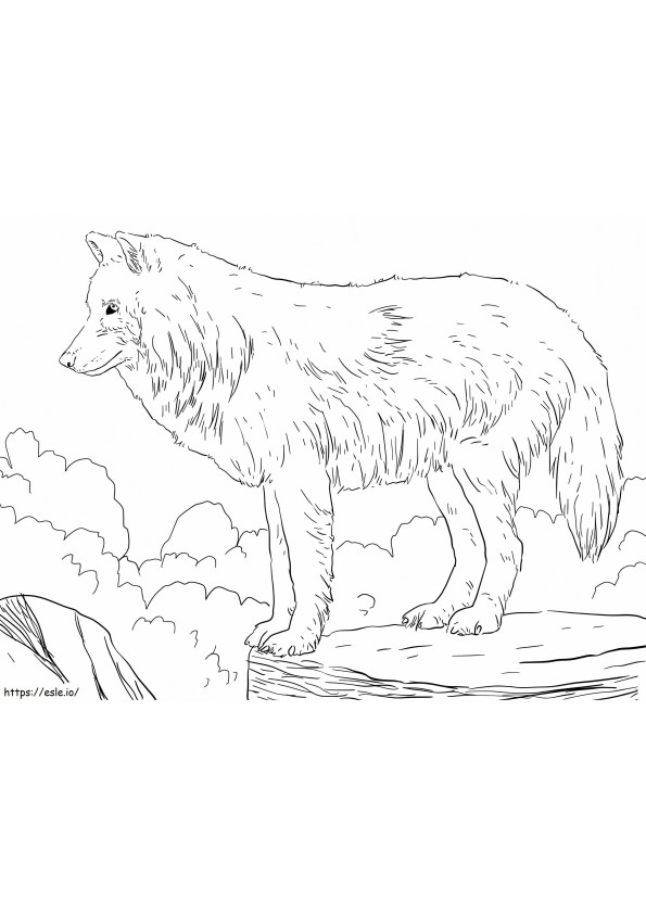 Lobo da neve ártica para colorir