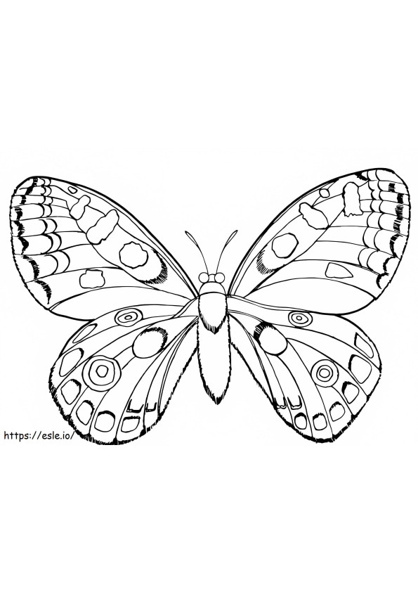 Gyönyörű pillangó kifestő