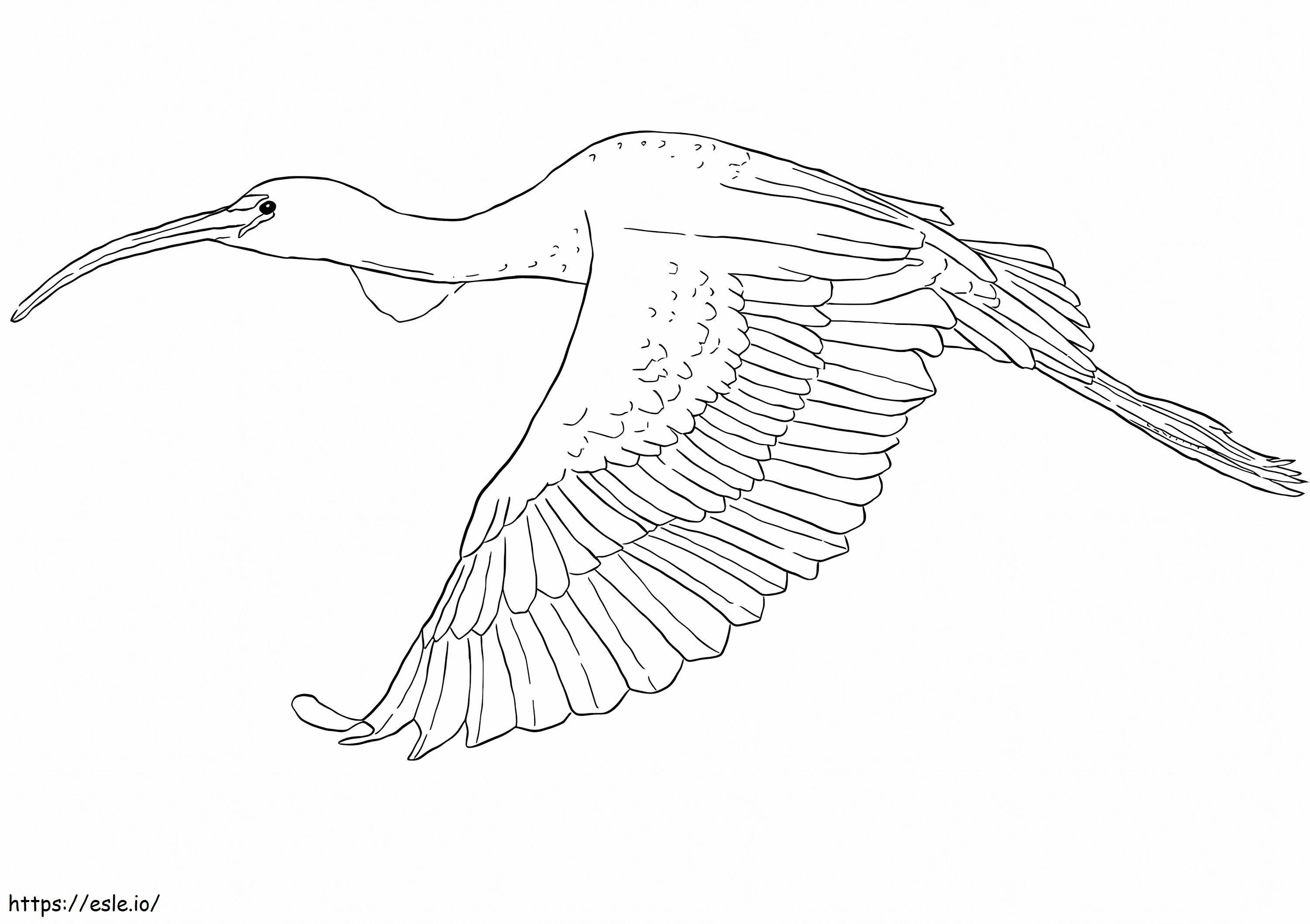 Błyszczący ibis kolorowanka