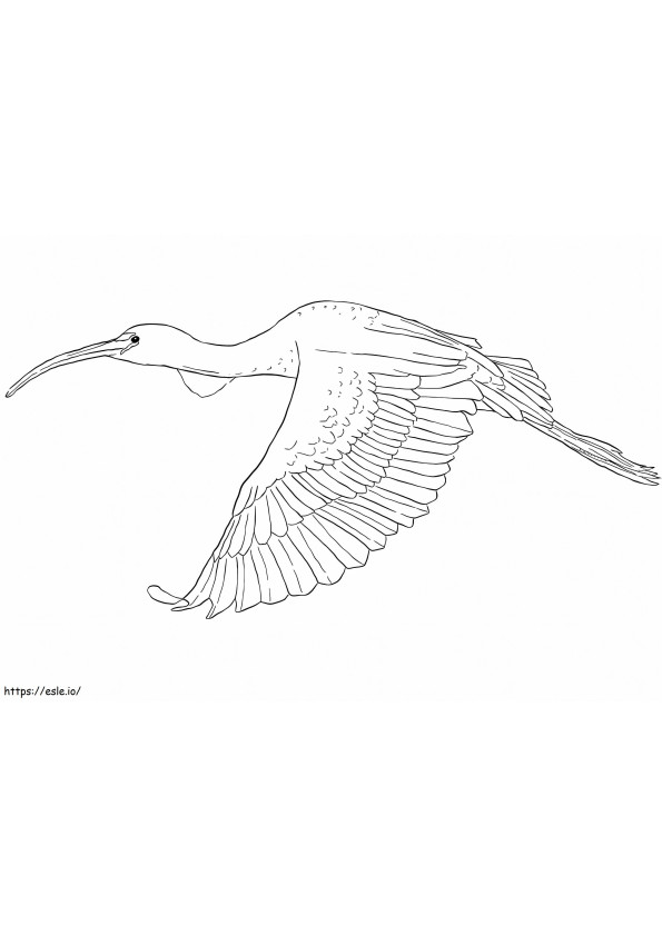Coloriage Ibis brillant à imprimer dessin