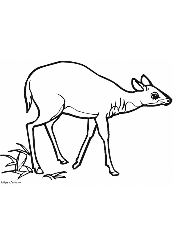 Antilope vrij kleurplaat