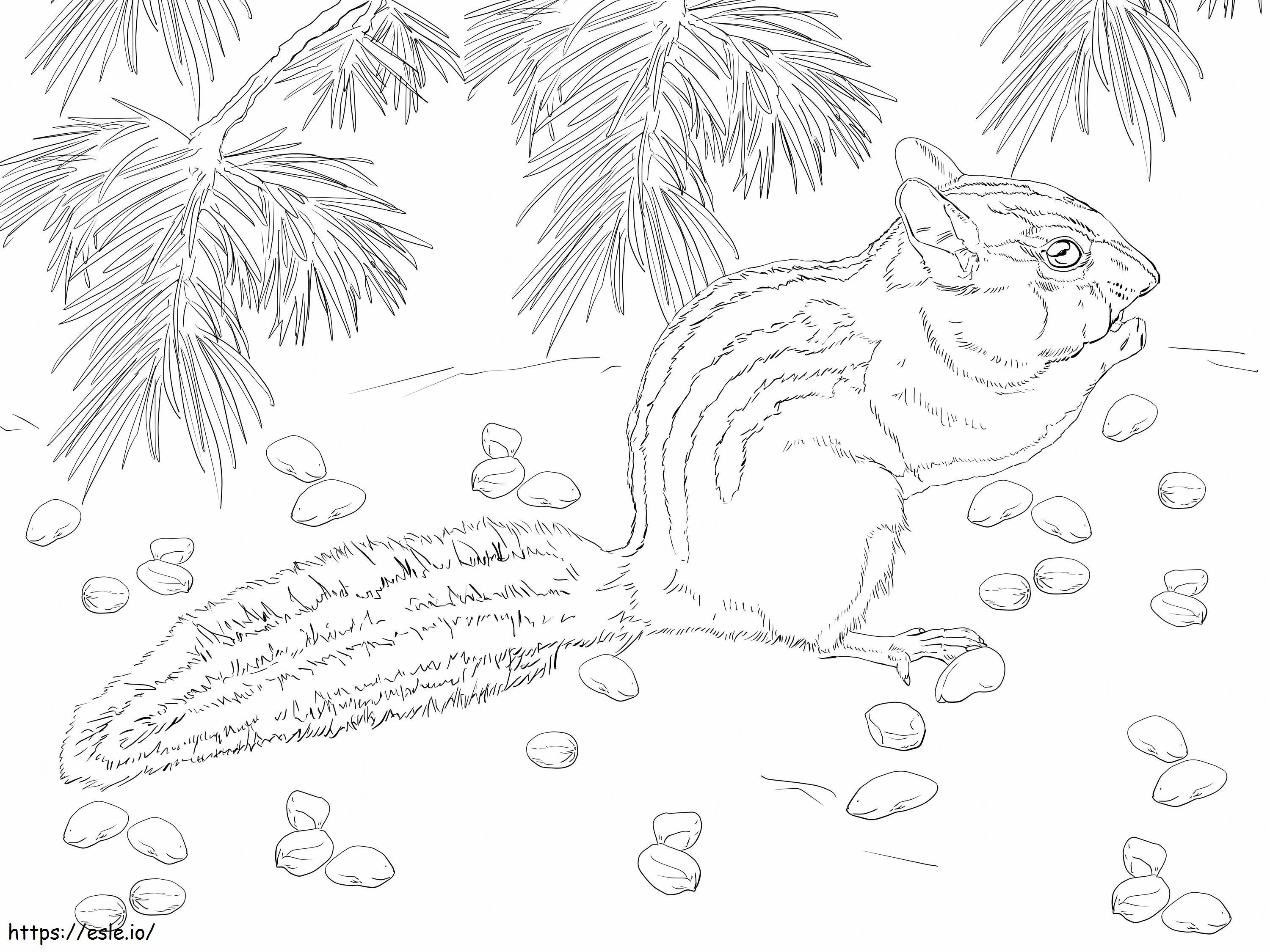 Townsends Chipmunk coloring page