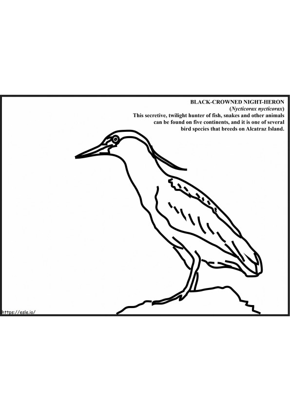 Black Crowned Night Heron 1 coloring page