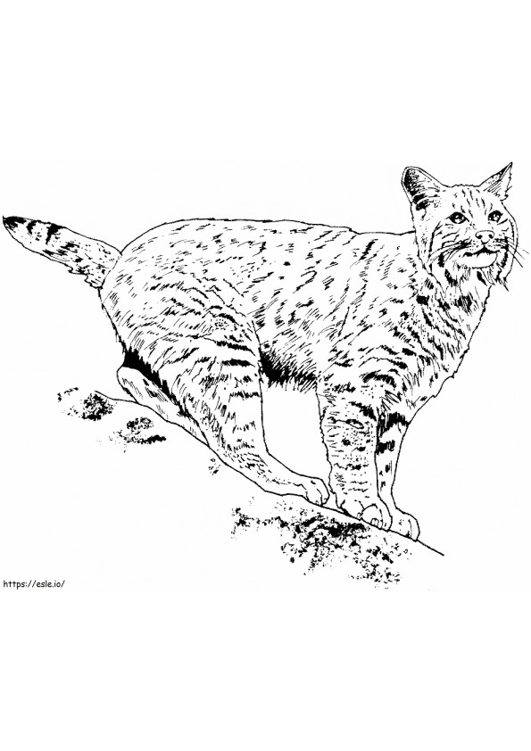 Coloriage Magnifique lynx à imprimer dessin