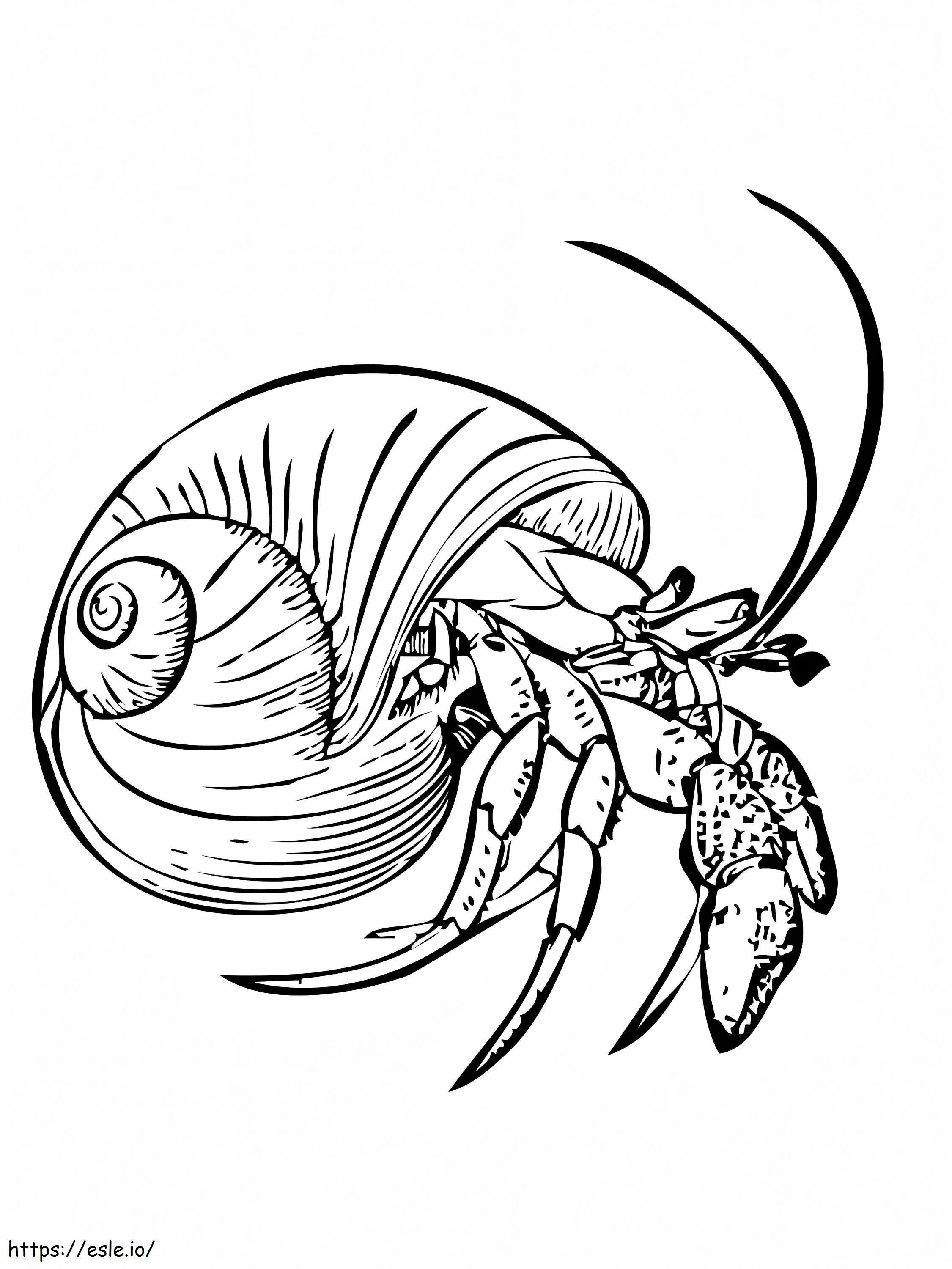 Common Hermit Crab coloring page