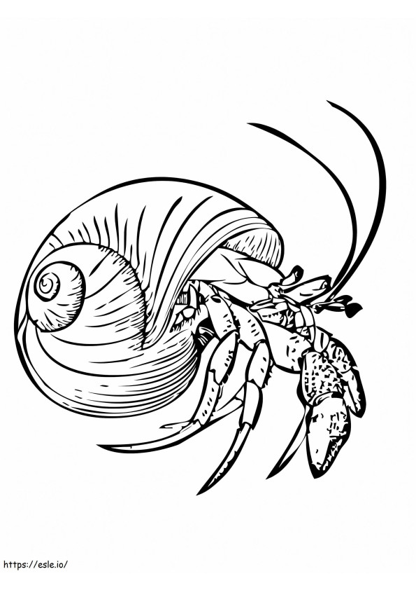 Common Hermit Crab coloring page