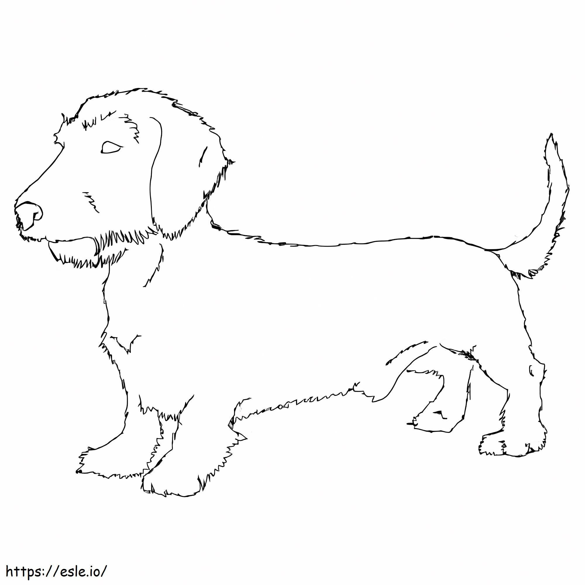 Wirehaired Dachshund coloring page