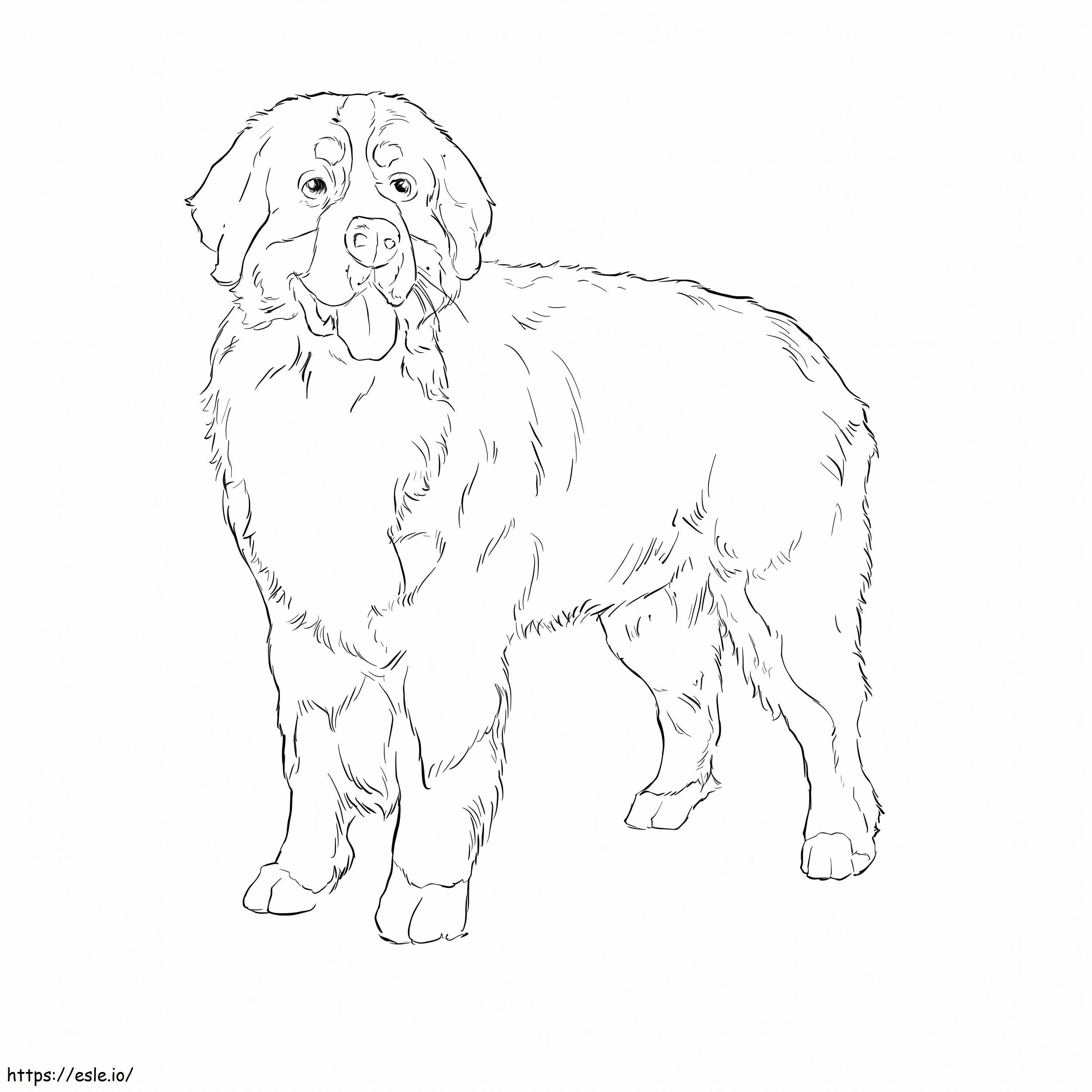 Swiss Burmese Montana Dog coloring page