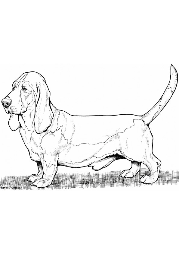 Free Basset Hound coloring page