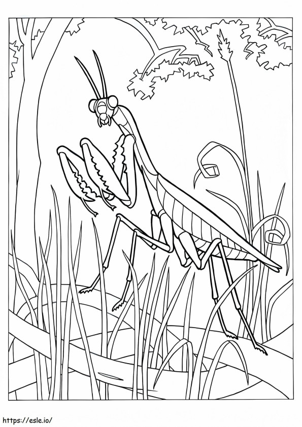belalang sembah Gambar Mewarnai