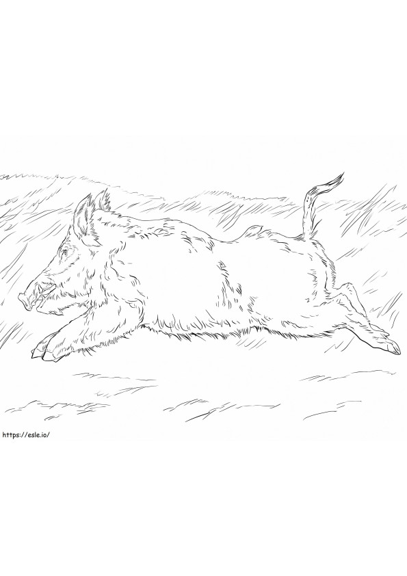 Little Wild Boar Running coloring page