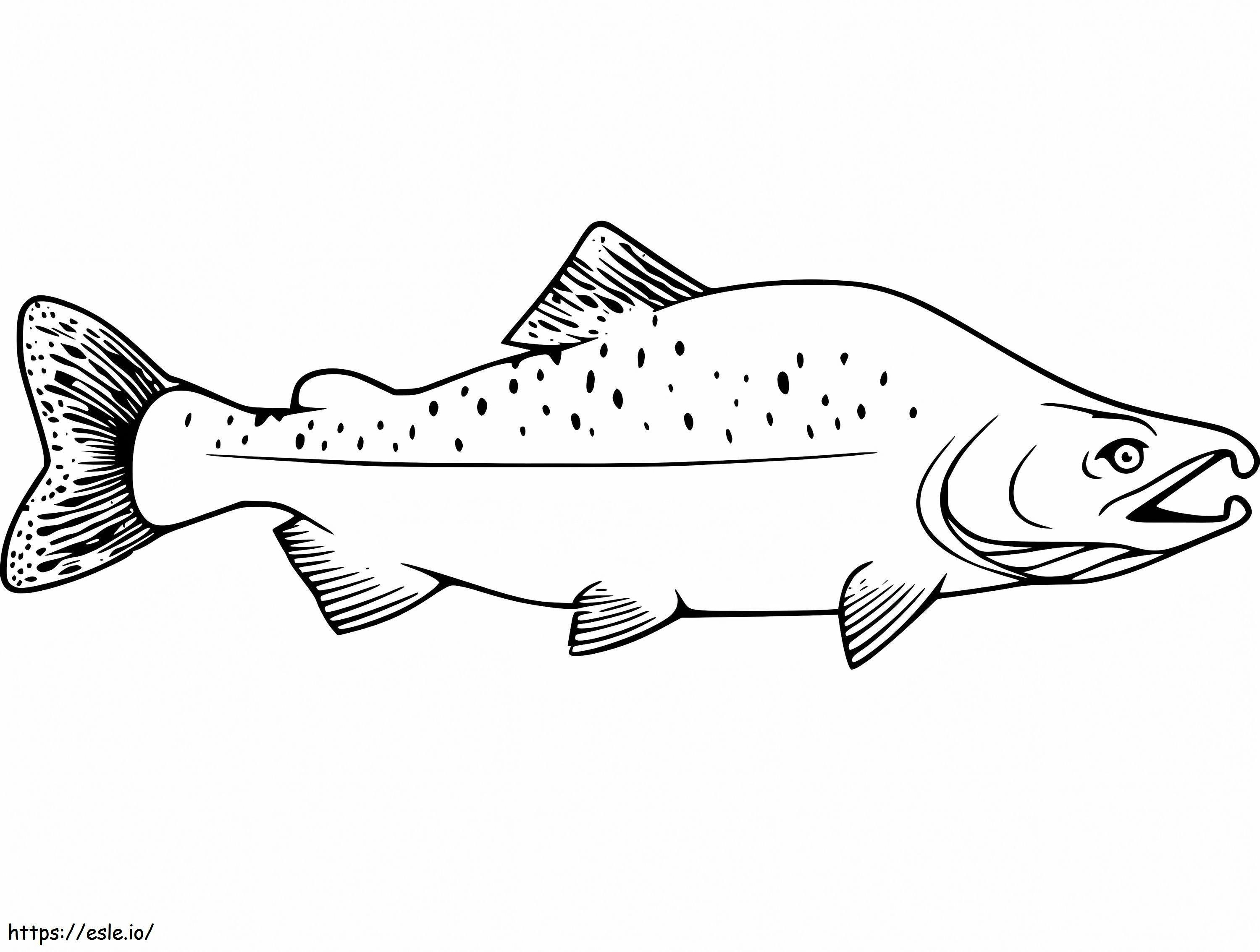 Salmon Bungkuk Gambar Mewarnai