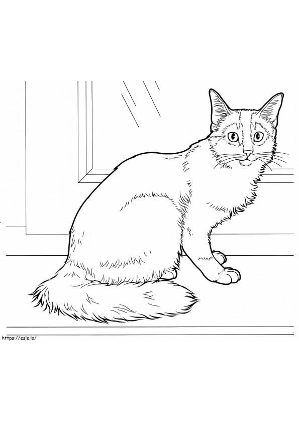Somali Cat coloring page