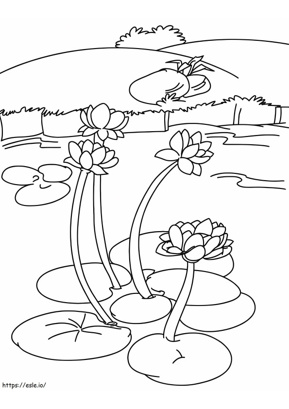 Bunga Lili Air Di Danau Gambar Mewarnai
