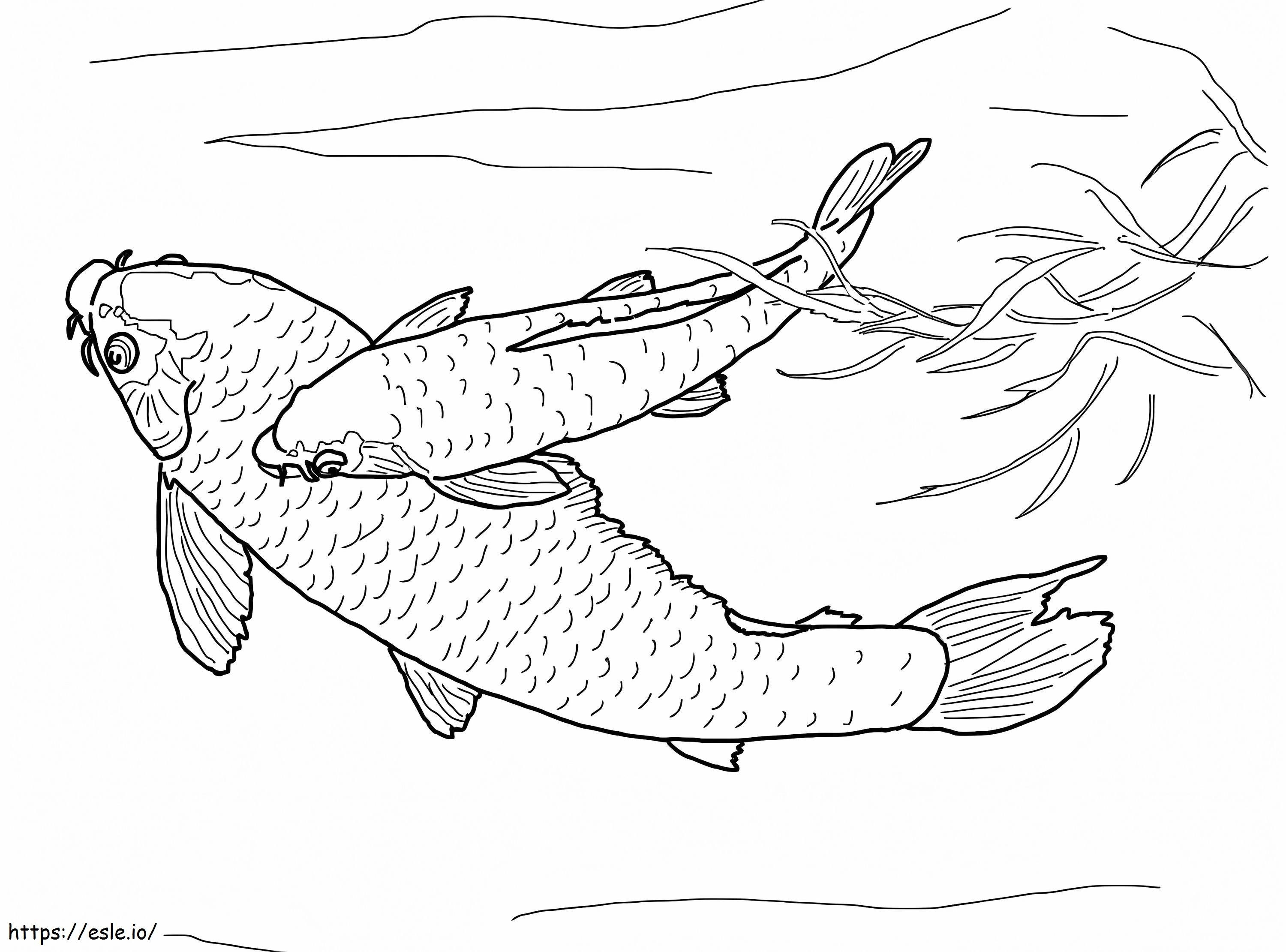 Japanese Golden Carp coloring page