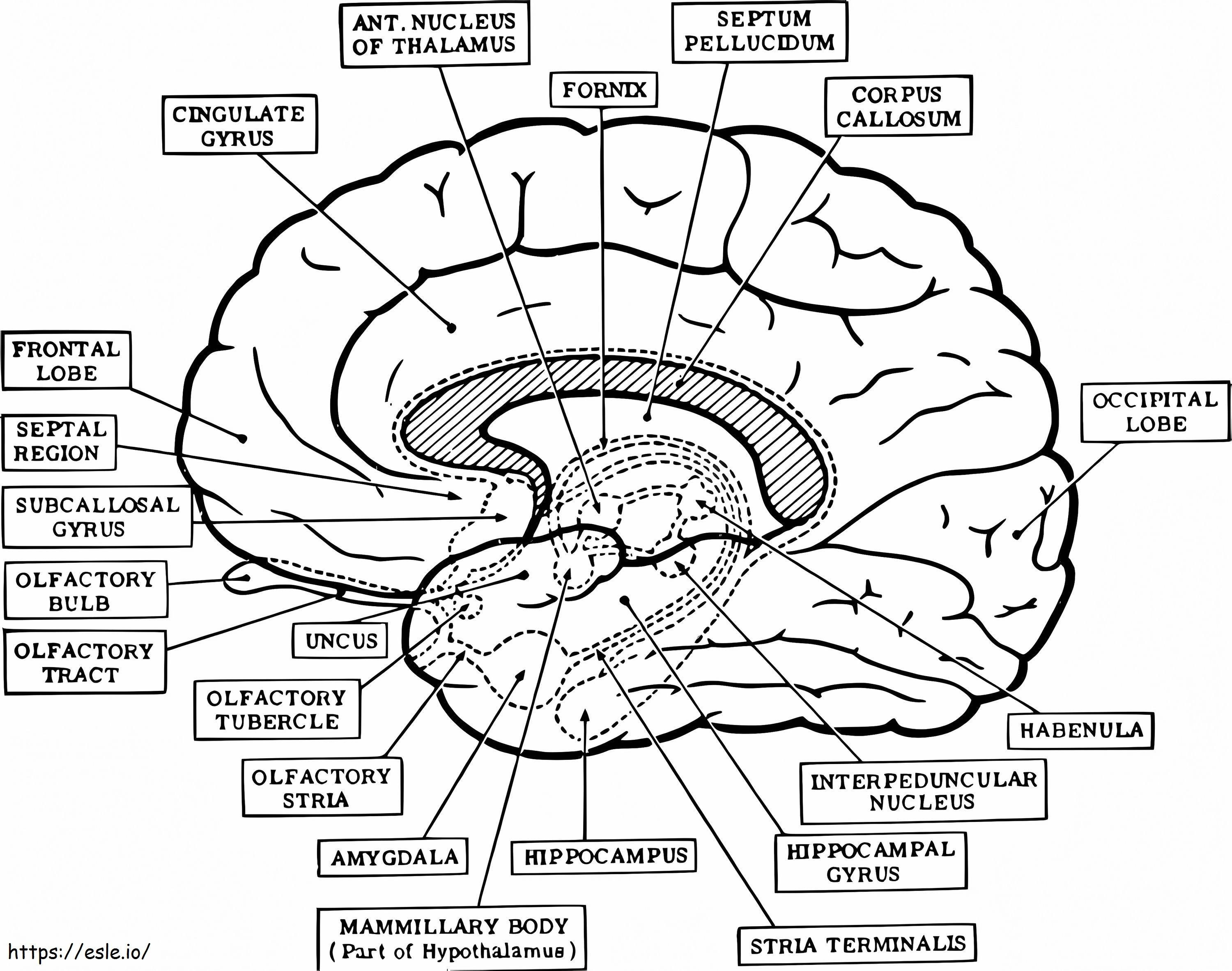 人間の脳 12 ぬりえ - 塗り絵