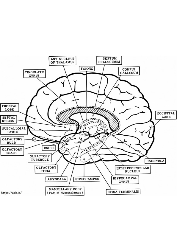 Cérebro Humano 12 para colorir