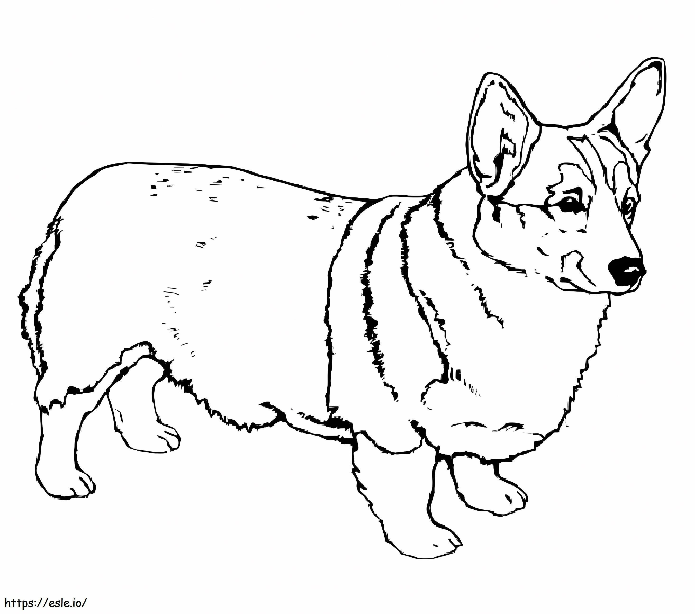 Cachorro Corgi para colorir