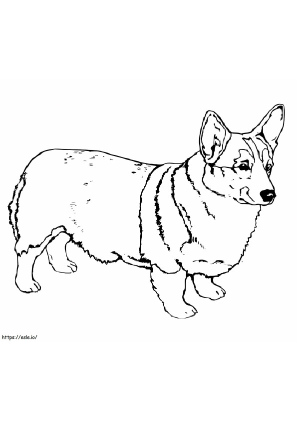 Cachorro Corgi para colorir