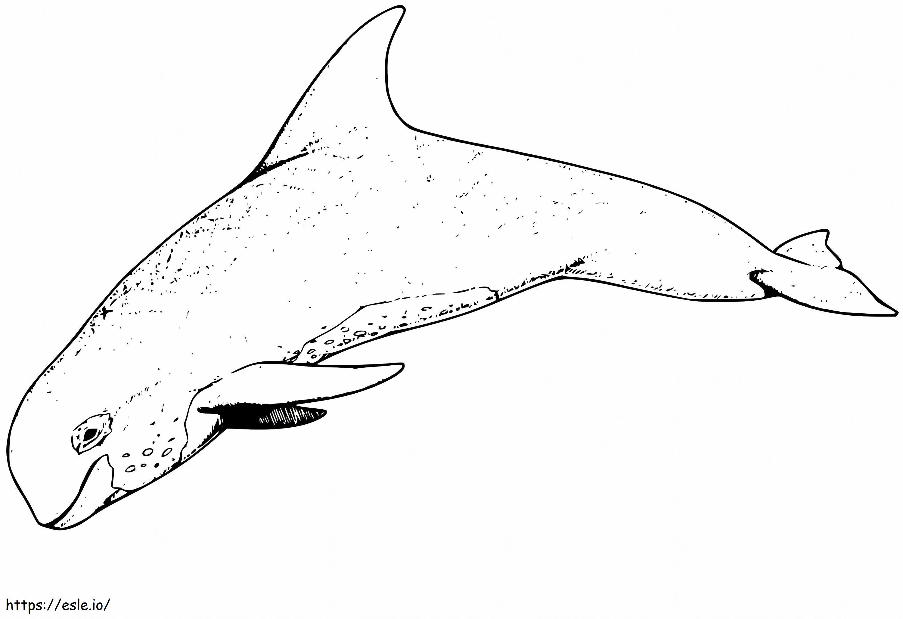 Normál delfin kifestő