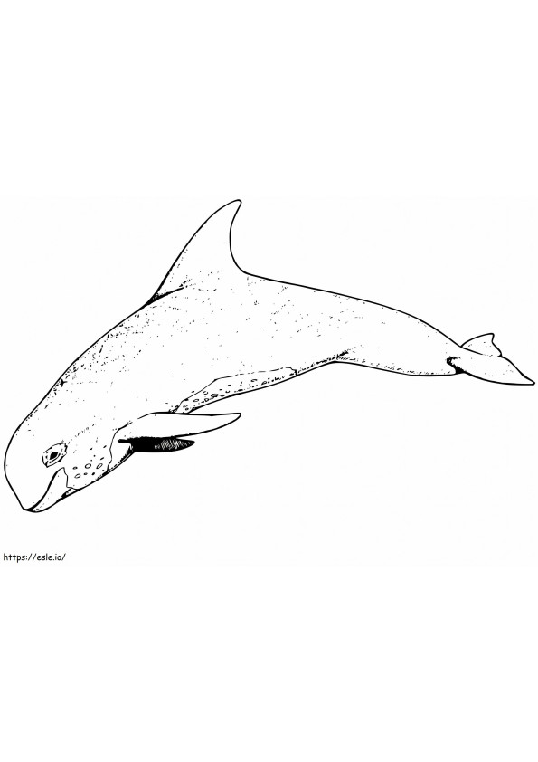 Normal Porpoise coloring page